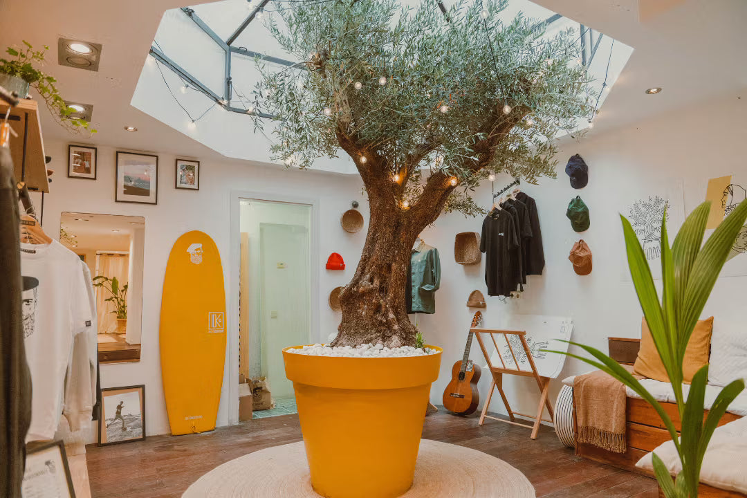 Intérieur de la boutique Katxi Klothing à San Sebastián, olivier et planche de surf sous la verrière