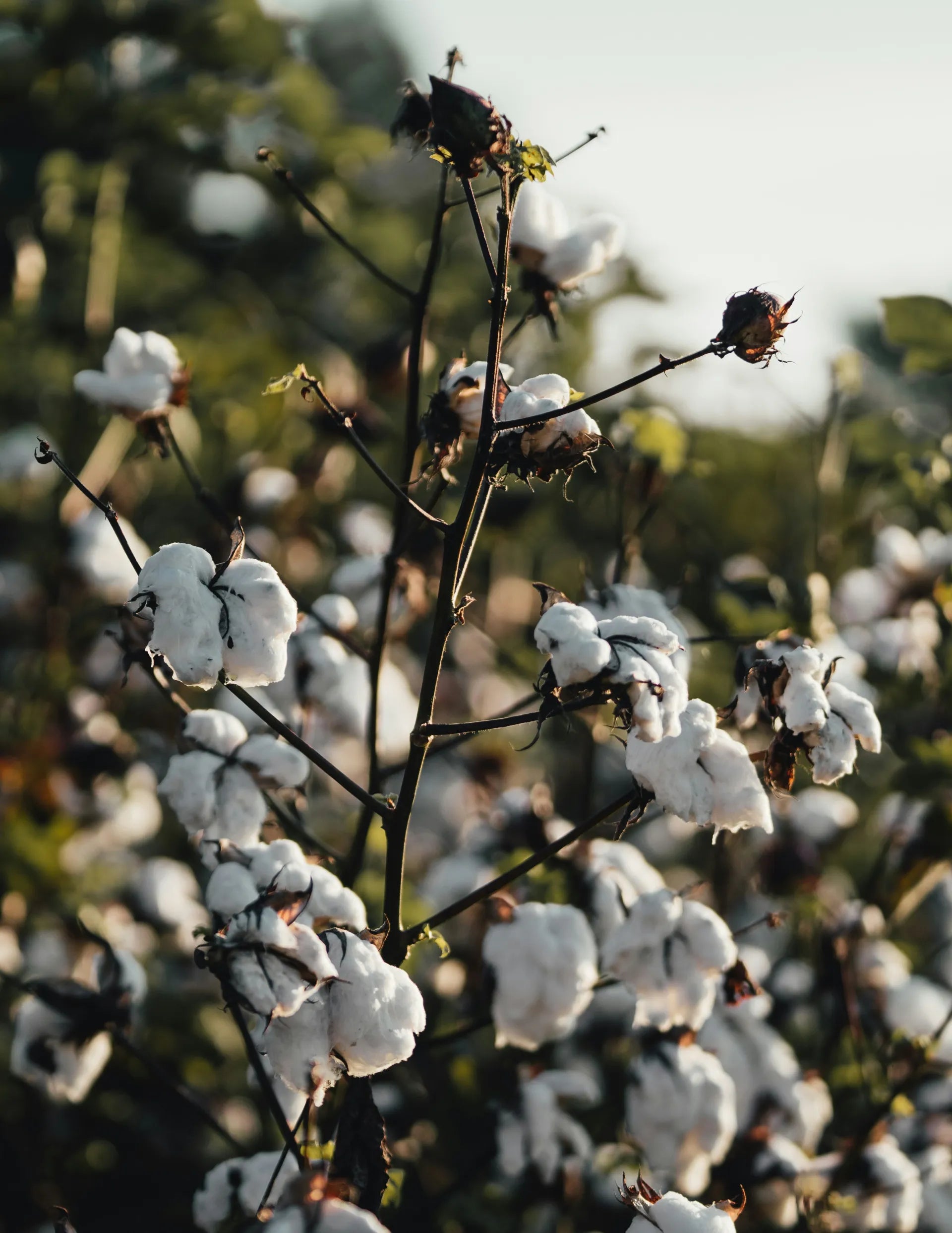 Cotonniers en fleur dans un champ de coton bio