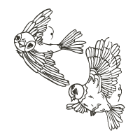 Illustration Txoriak, les oiseaux – Katxi Klothing